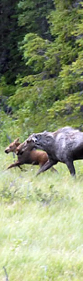 Tierbeobachtungen